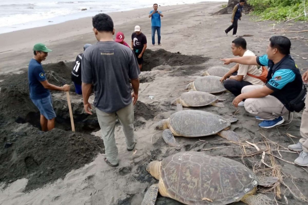 19 Ekor Penyu Hijau Selundupan Dilepasliarkan di Pantai Perancak Jembrana