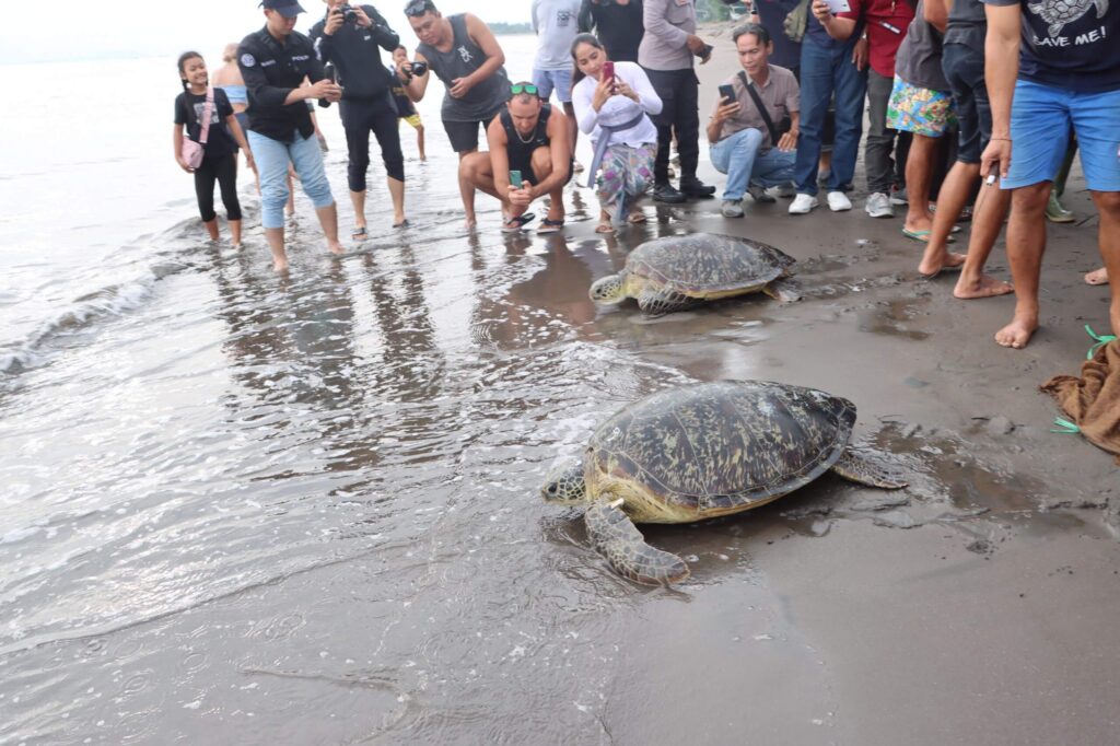 19 Ekor Penyu Hijau Selundupan Dilepasliarkan di Pantai Perancak Jembrana
