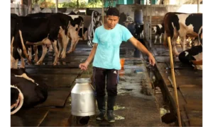Program Sapi Perah: Indonesia Tekan Sektor Bisnis Untuk Cari Satu Juta Sapi