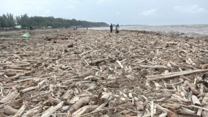 Pantai Larangan Tegal Dipenuhi Batang Kayu Kiriman, Warga dan Nelayan Resah