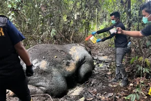 Tragedi Gajah Sumatera di Riau: DPR Desak Sanksi Berat dan Evaluasi Total Pengawasan