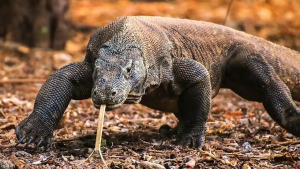 Populasi Komodo di Flores Terus Menipis Akibat Alih Fungsi Lahan