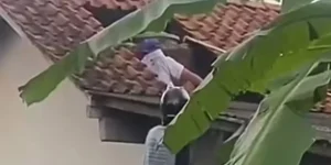 Nasib Tragis Masinis di Cilacap: Gugur Usai Diserang Kawanan Tawon Vespa di Atap Rumah