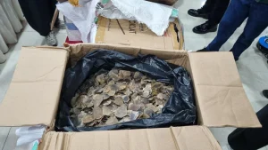 Gagalkan Ekspor Ilegal ke Kamboja, Bea Cukai Tanjung Priok Sita 3 Ton Sisik Trenggiling Senilai Rp183 Miliar