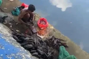 Waspada! Daging Ikan Sapu-Sapu dari Kali Ciliwung Diduga Dijual ke Pengepul Bahan Siomai