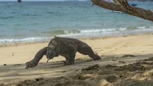 Jejak Kriminal di Habitat Pota: Dua Penculik Komodo Antar-Pulau Diringkus Polisi