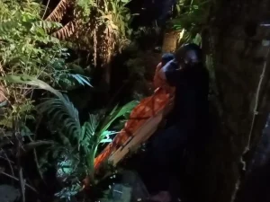 Wisatawan Asal Swedia Ditemukan Tewas di Jurang Ubud, Diduga Terjatuh Sejak Tiga Hari Lalu