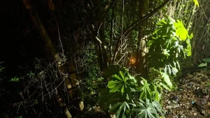 Wanita Misterius Loncat ke Jurang di Paledang Bogor, Saksi Sebut Sempat Cekcok dengan Pria