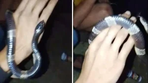 Tragedi di Pasir Jaya: Niat Bercanda dengan Ular Weling, Satu Pemuda Bogor Tewas